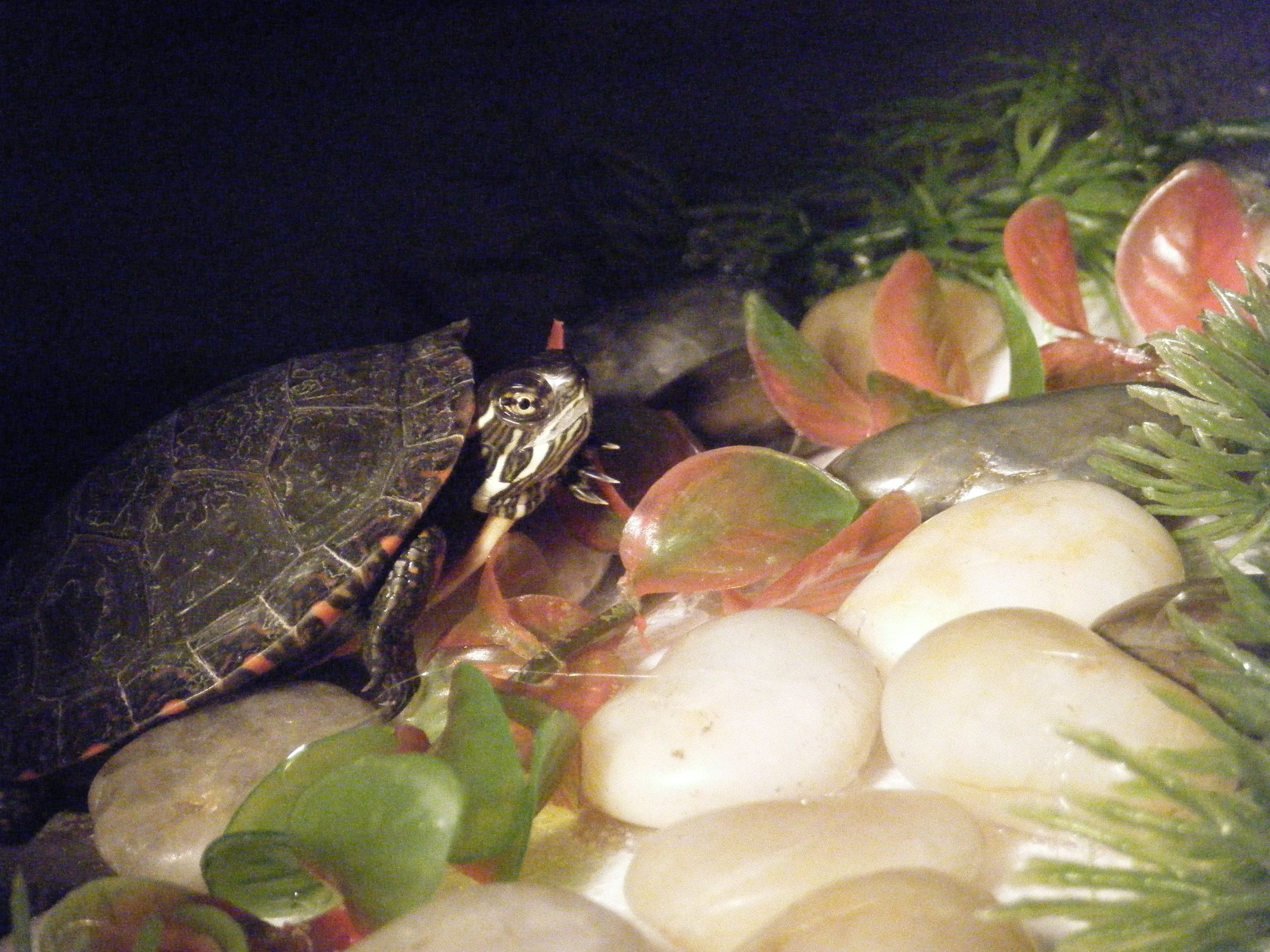 Styrofoam turtle Dock