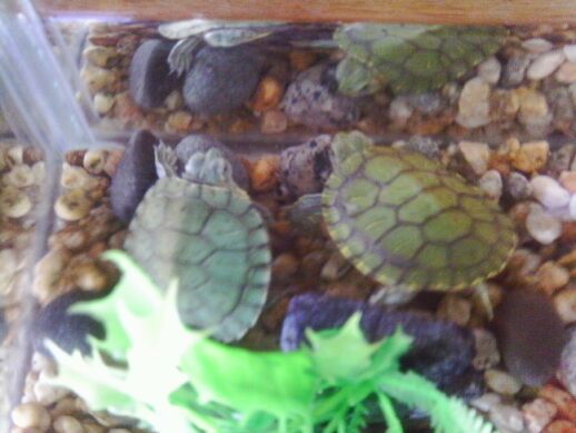 Automatic Fish Tank Feeder // Alimentador Automatico Para Pescera