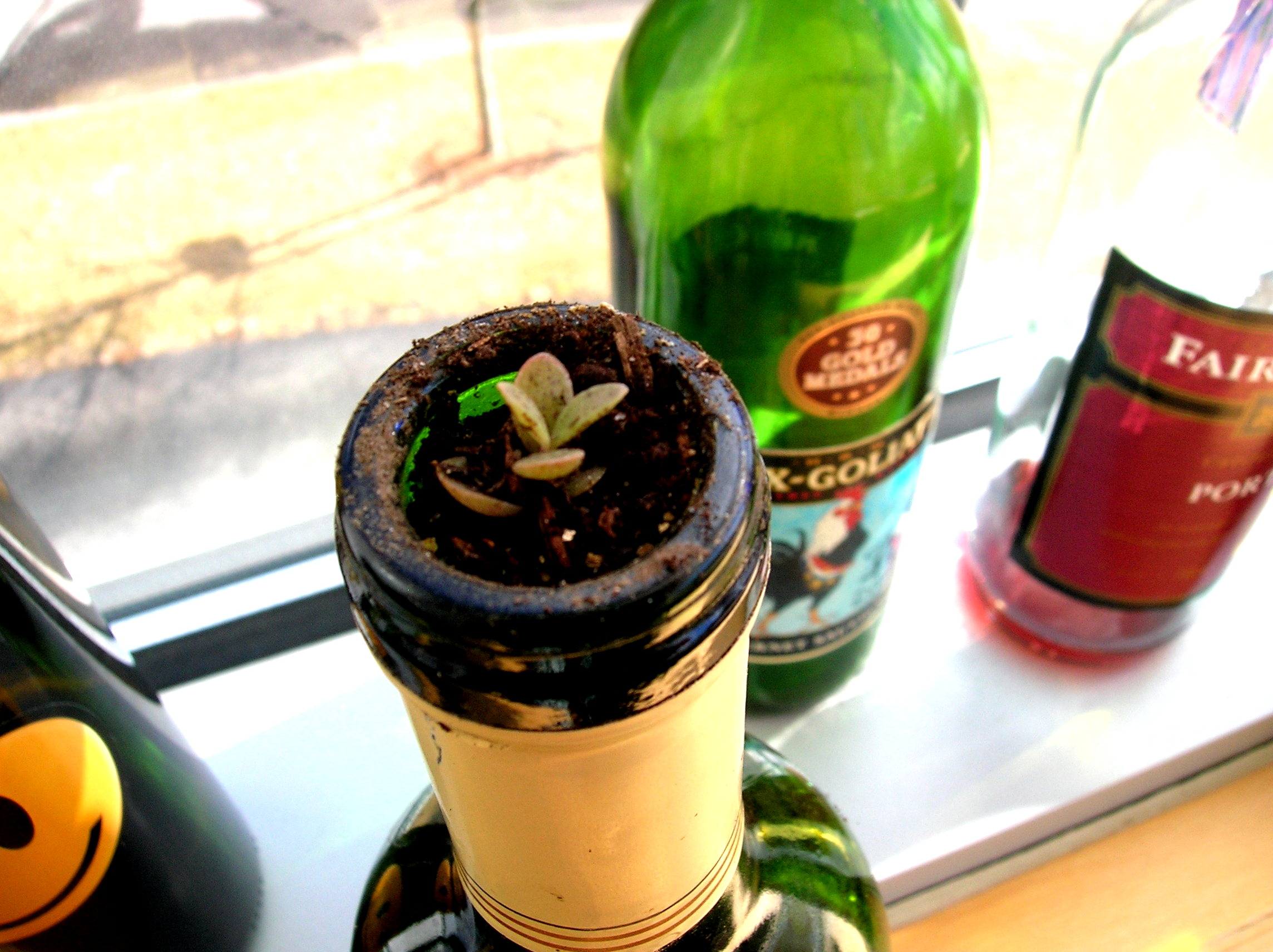 Wine Bottle Garden