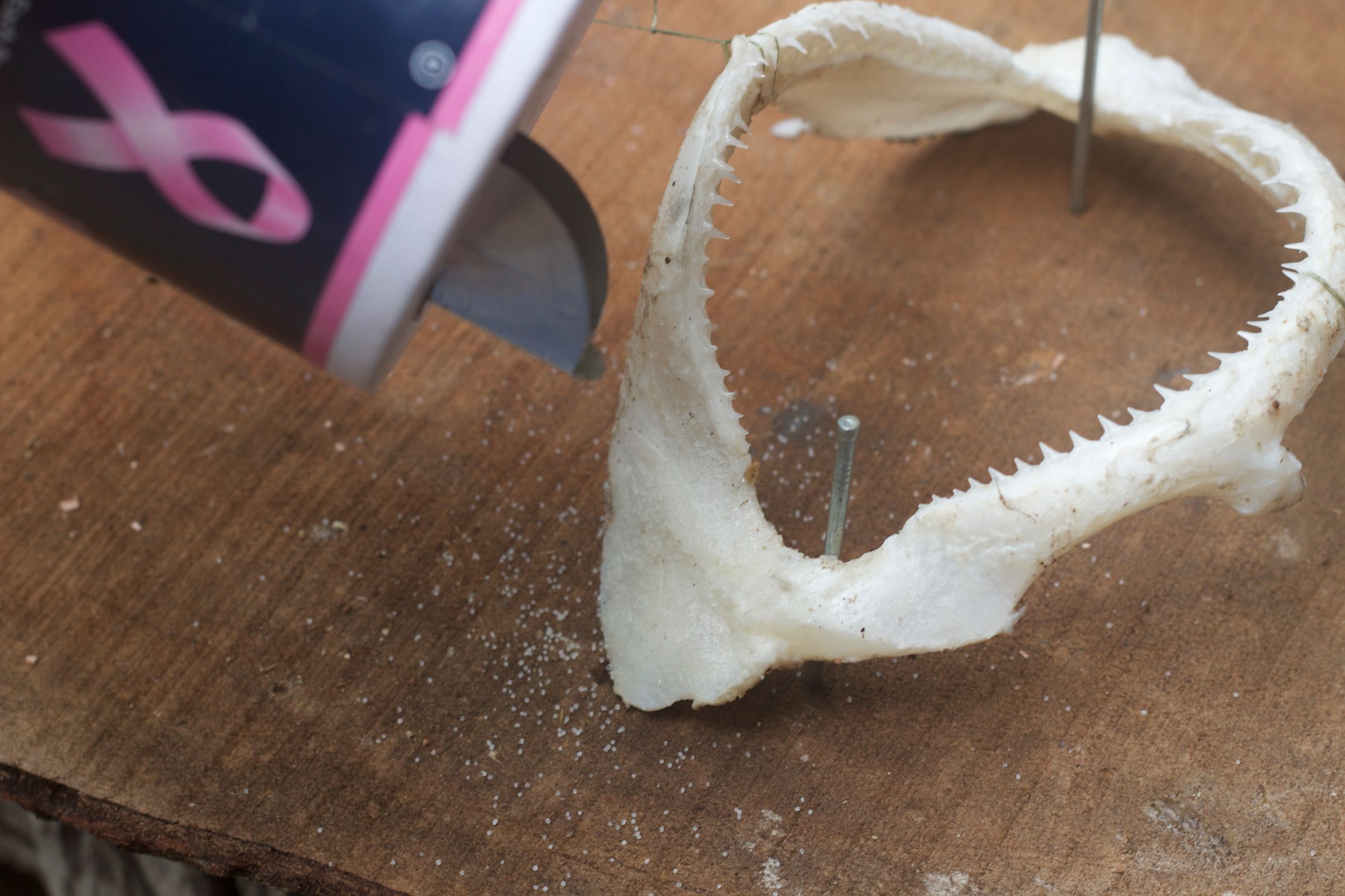 Preserving Shark Jaws and Skin From Start to Finish : 9 Steps (with