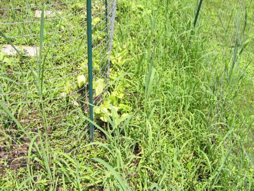DIY Biodegradable Weedblocker