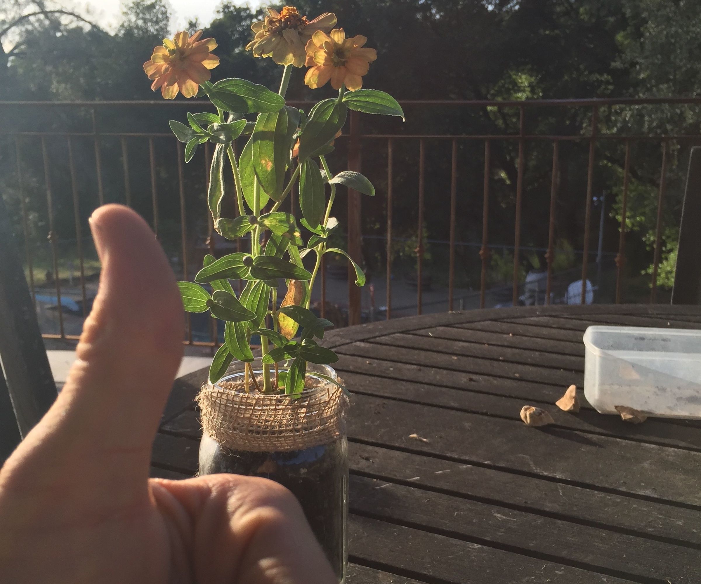 Easy Mason Jar Plant 