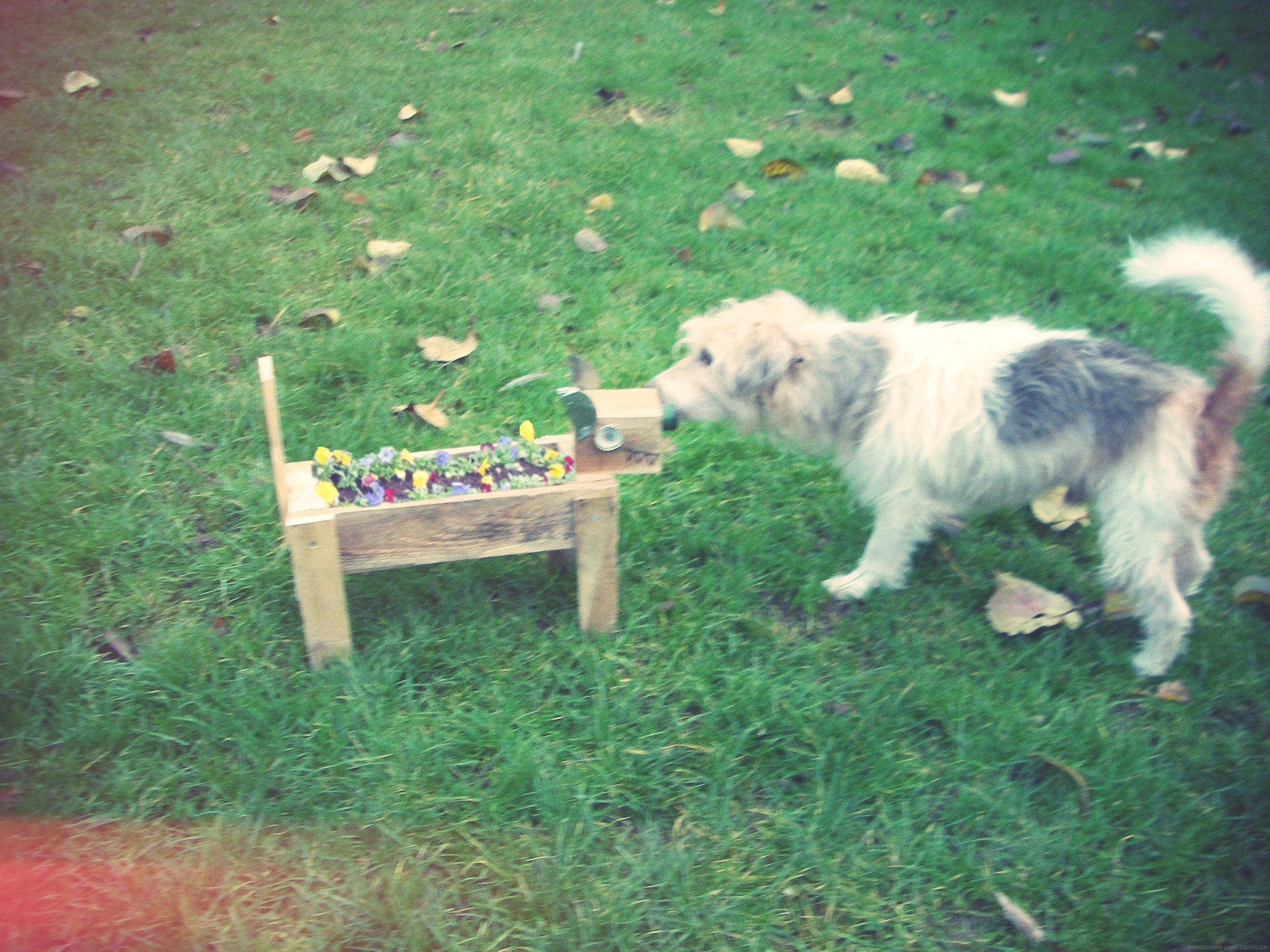 Wilbur Shaped Garden Planter .