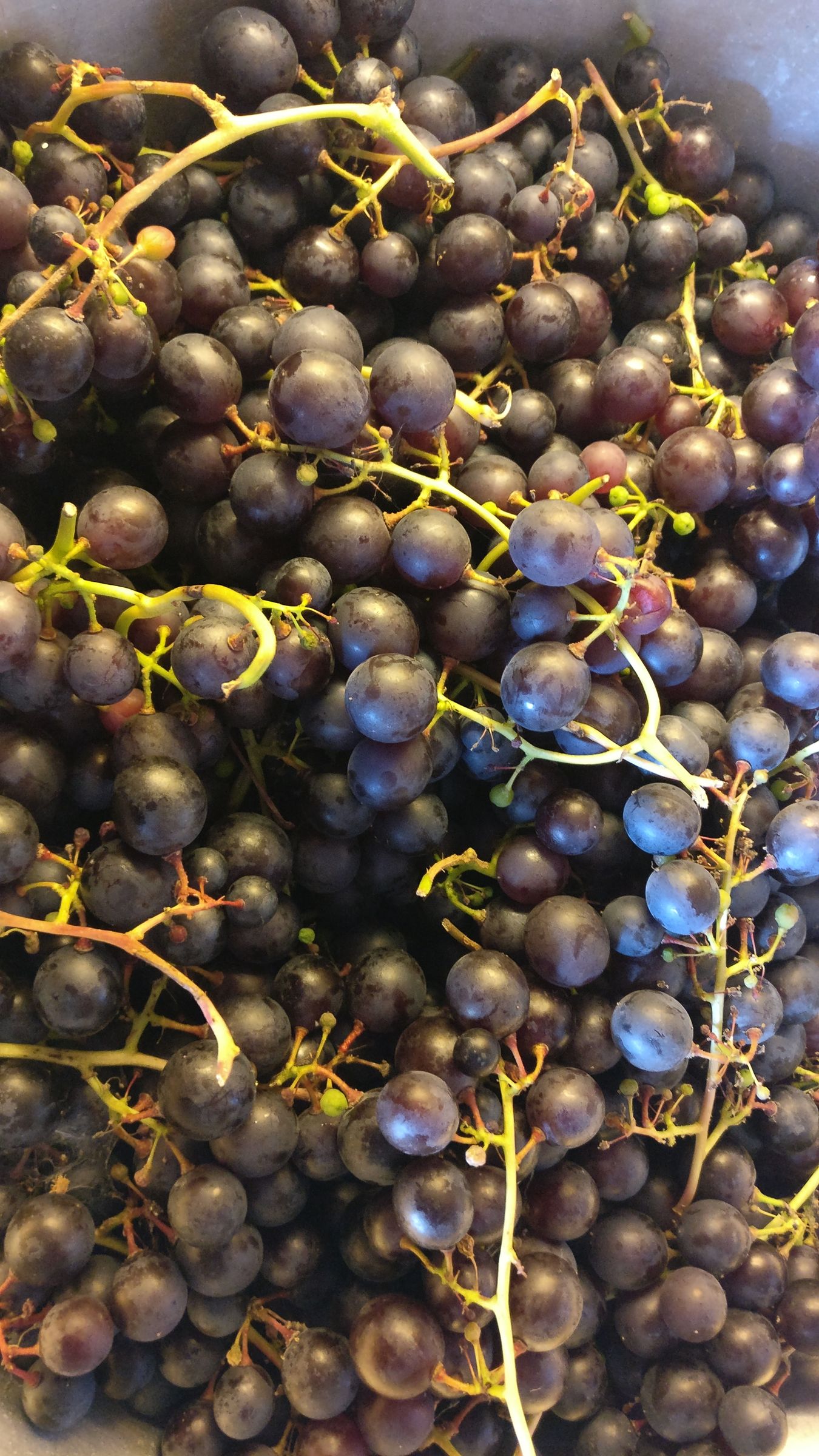 Make Raisins in the Oven