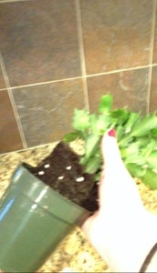 Remove Plant From Its Original Cup.