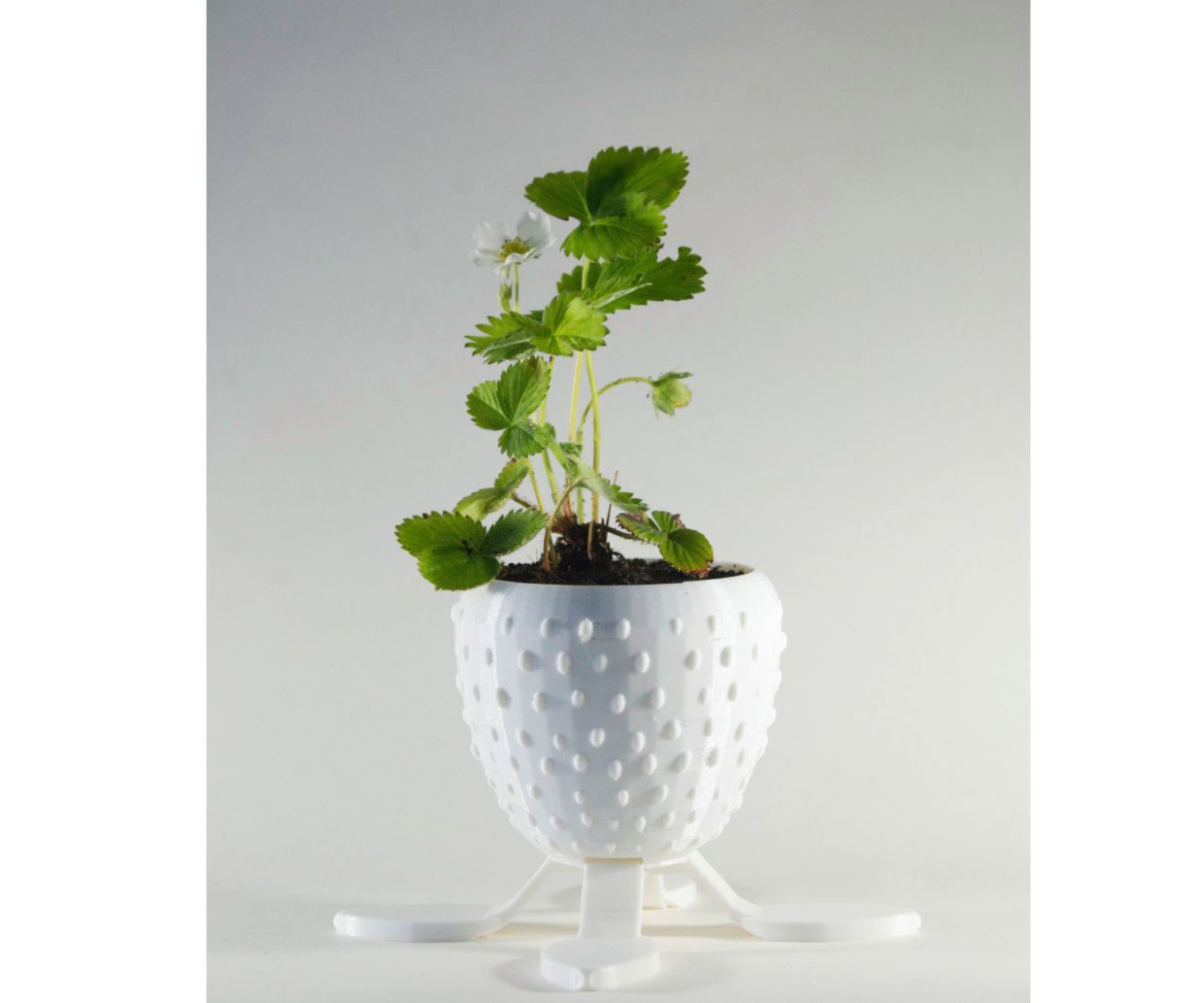 Tasty Strawberry Planter