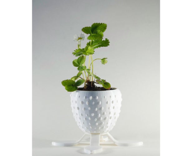 Tasty Strawberry Planter