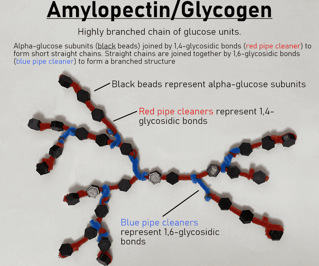 3D-printed Educational Models of Glycogen, Starch, Amylose and Amylopectin