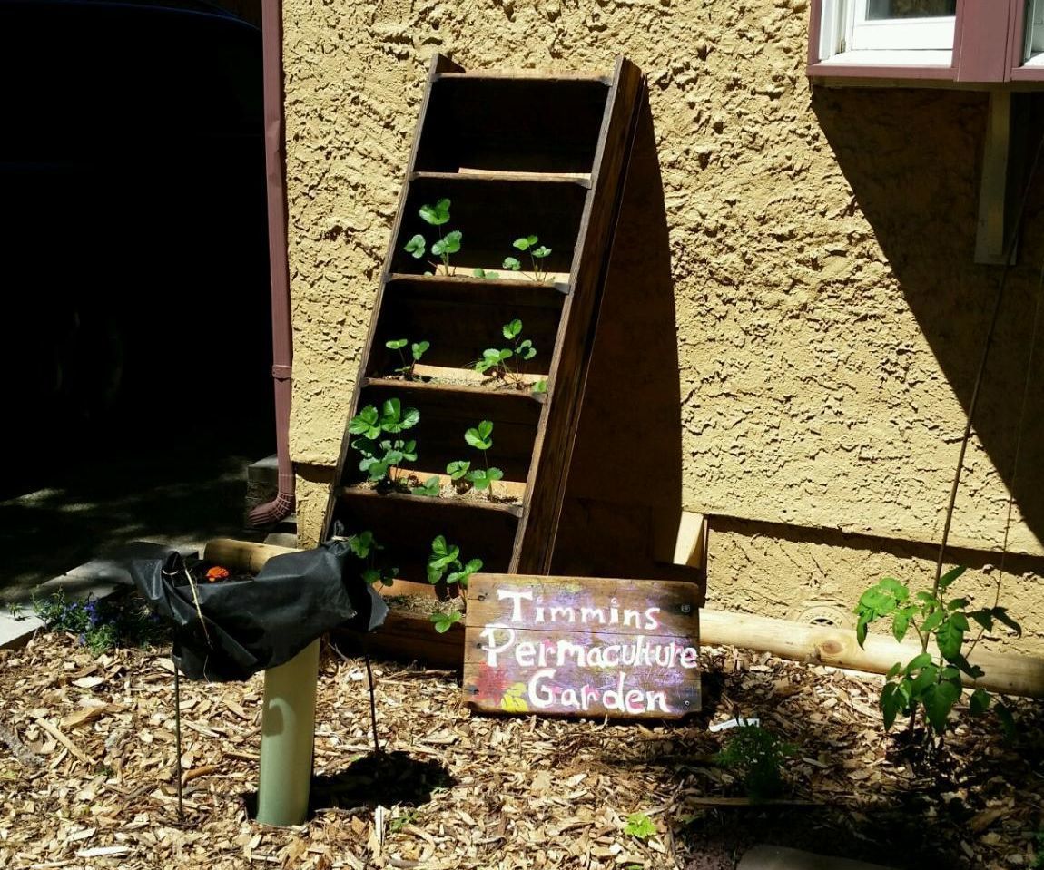 Vertical Strawberry Planter: Reclaimed Ladder