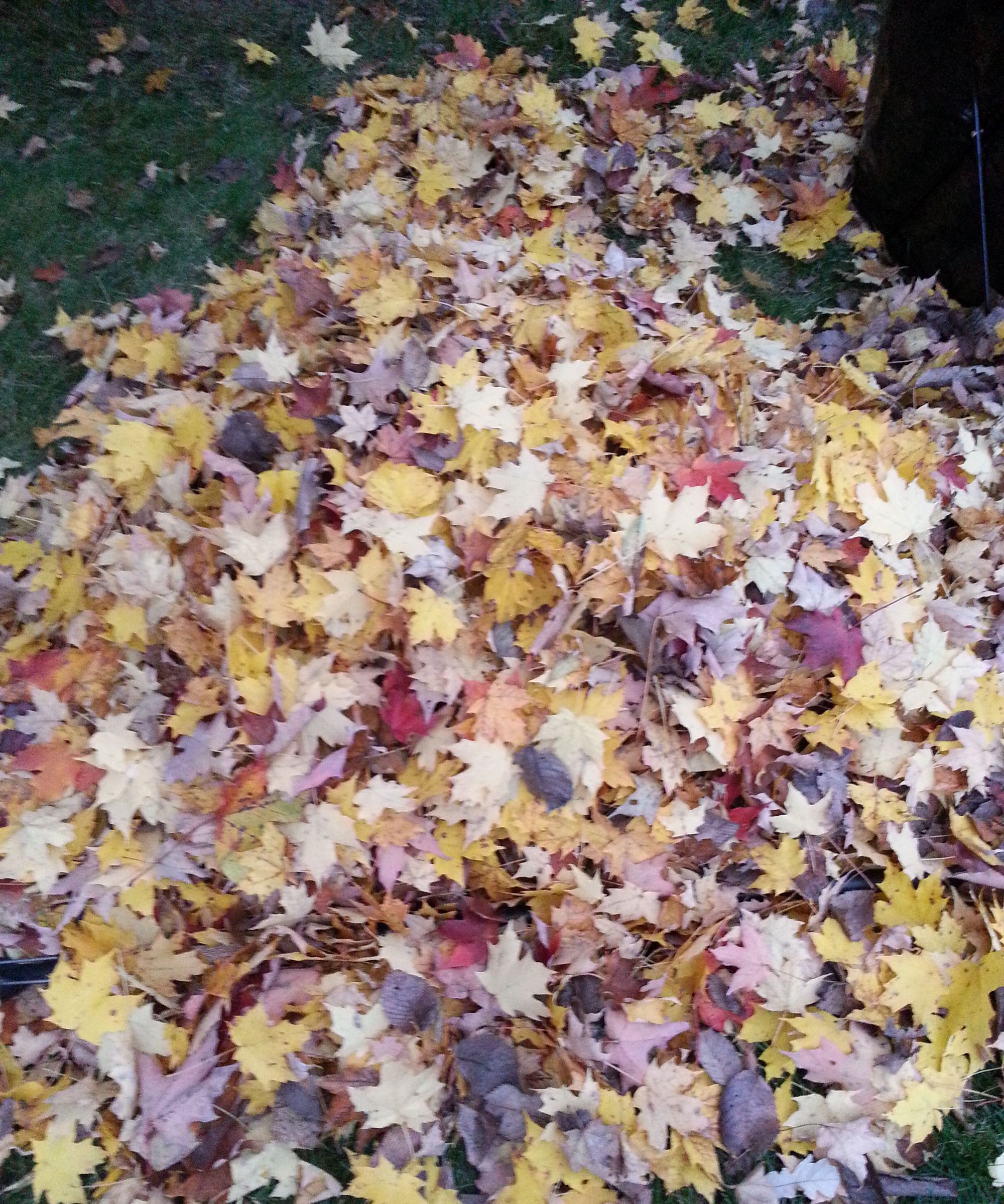 Saving the Bees Project: Insulating Beehives  Idea. Bagging Dry Leaves Efficiently.