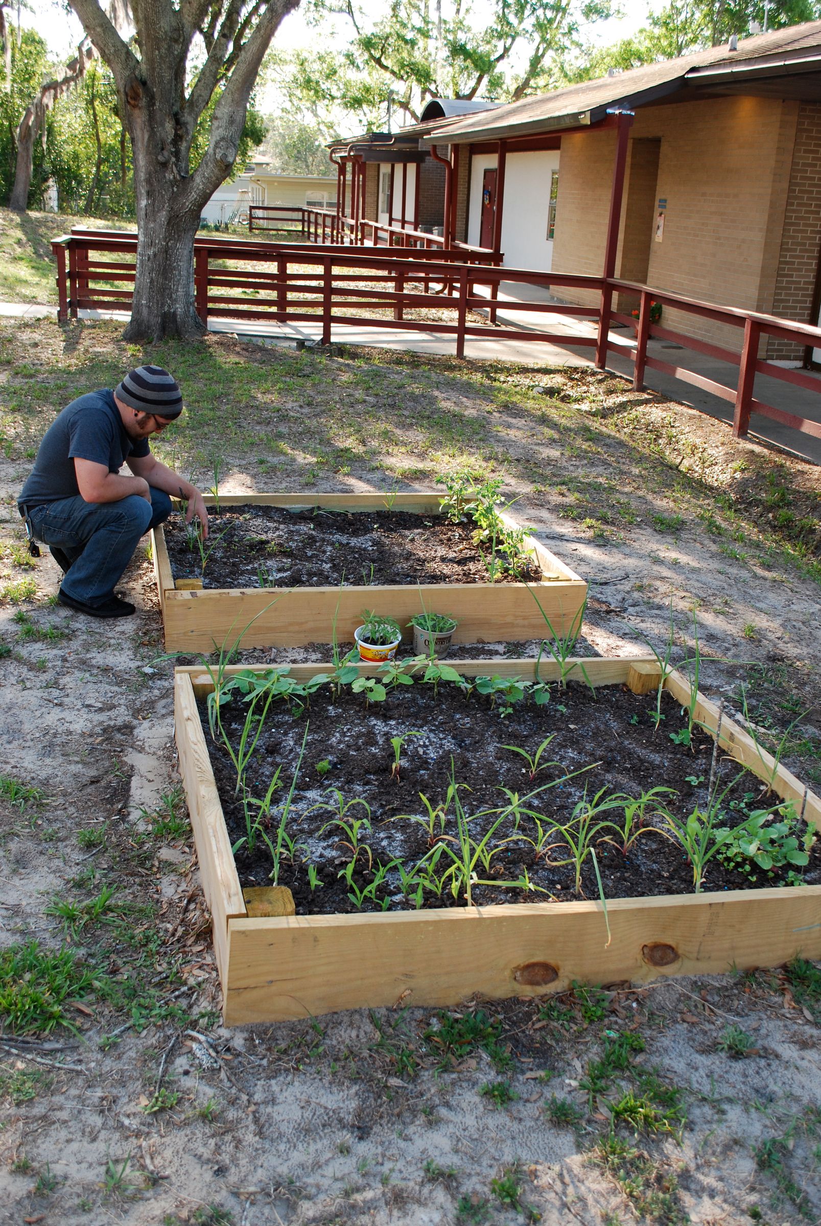 Veggie Gardens for Education