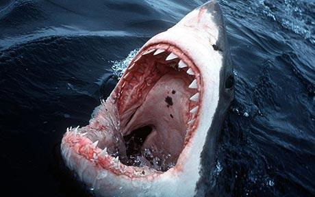 How to Fight a Shark!