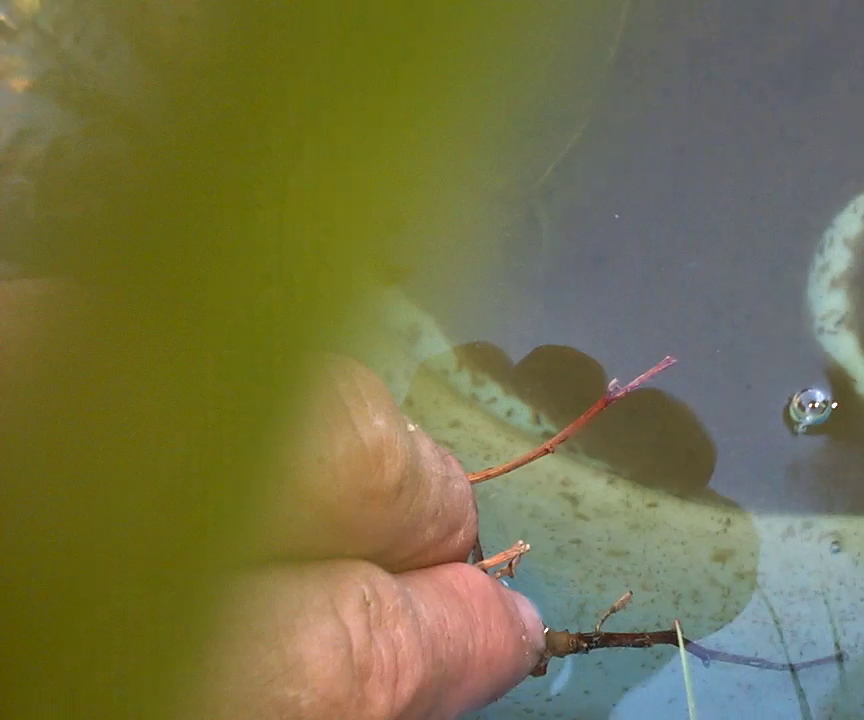 Water Flea Water Filter for Fishpond!