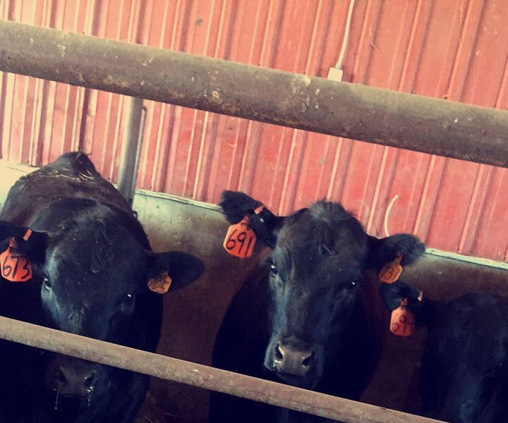 How to Properly Tag Cattle