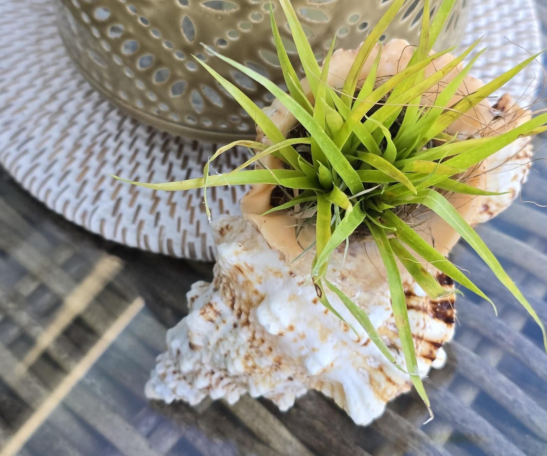 All About Airplants & a Quick Shell DIY