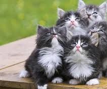  Comprehending the Backdrop of Amusing Feline.