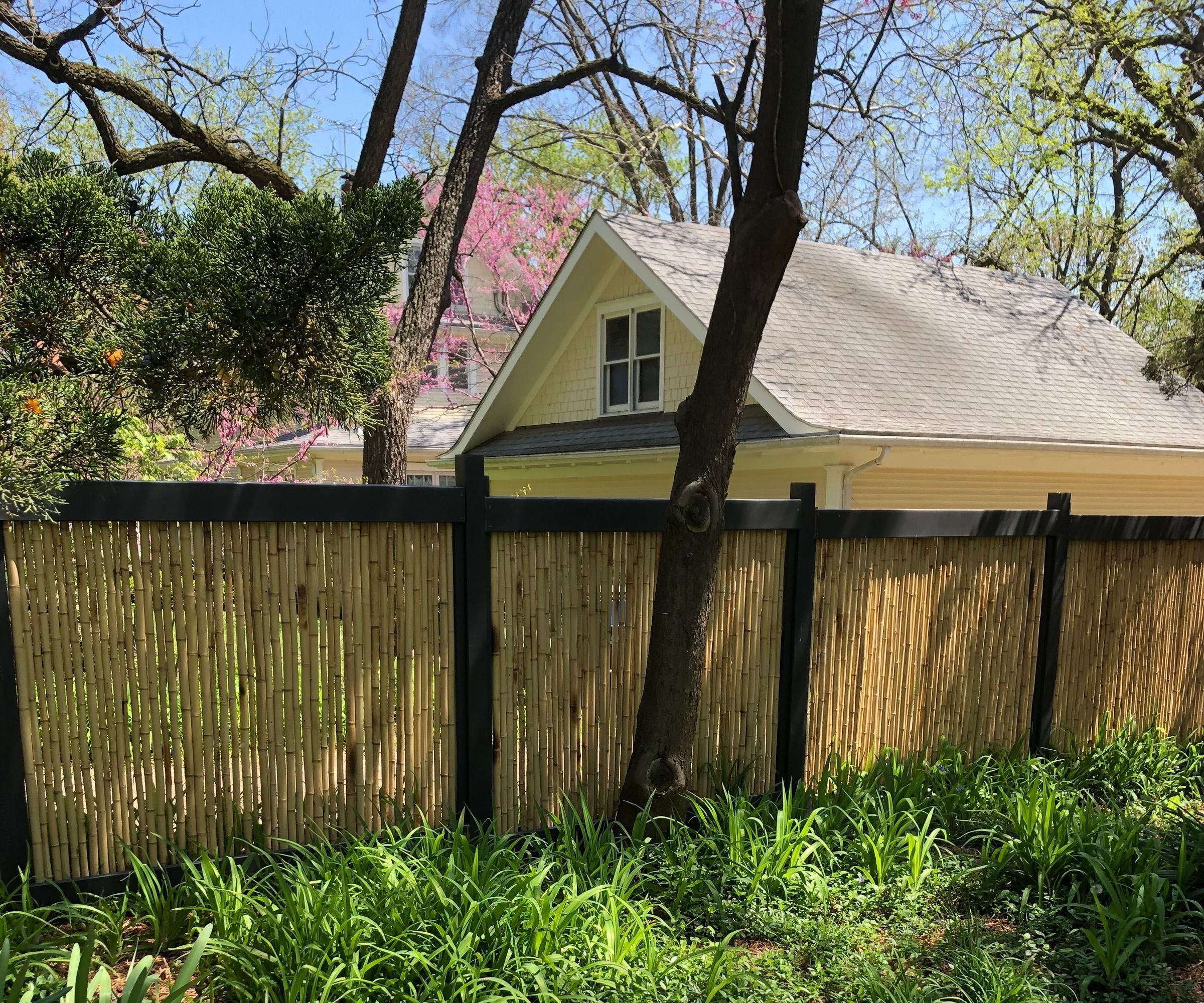 Backyard Bamboo Fence