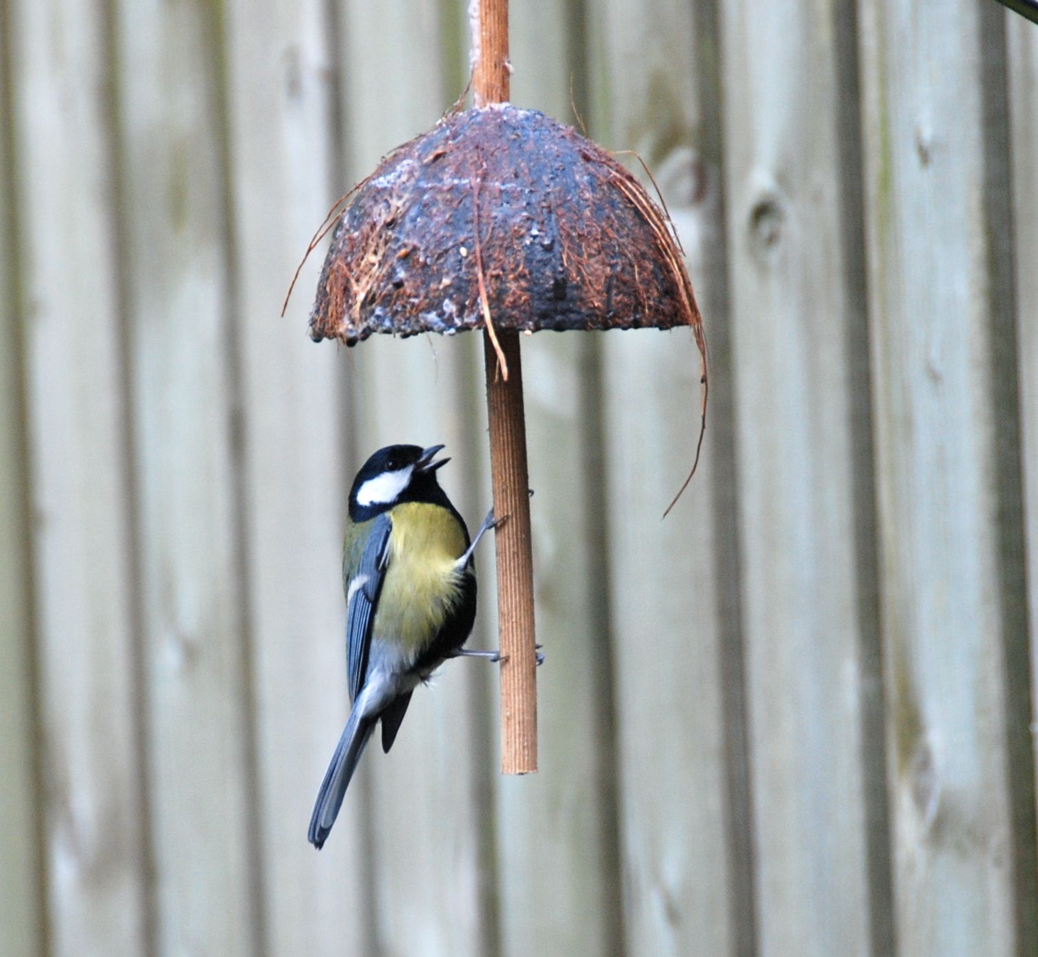 Coconut Bird Feeder. Instructables