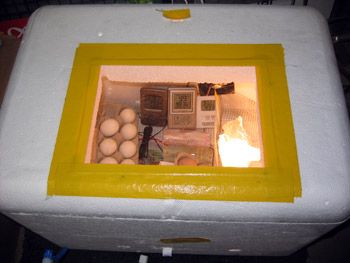 Styrofoam Forced Air Egg Incubator V 2.0