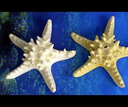 Make Plastic Sharfish, Just Duplicate a Real Starfish! 
