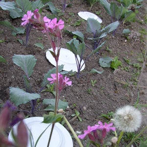 Upside Down Dinner Plates Attracting Snails