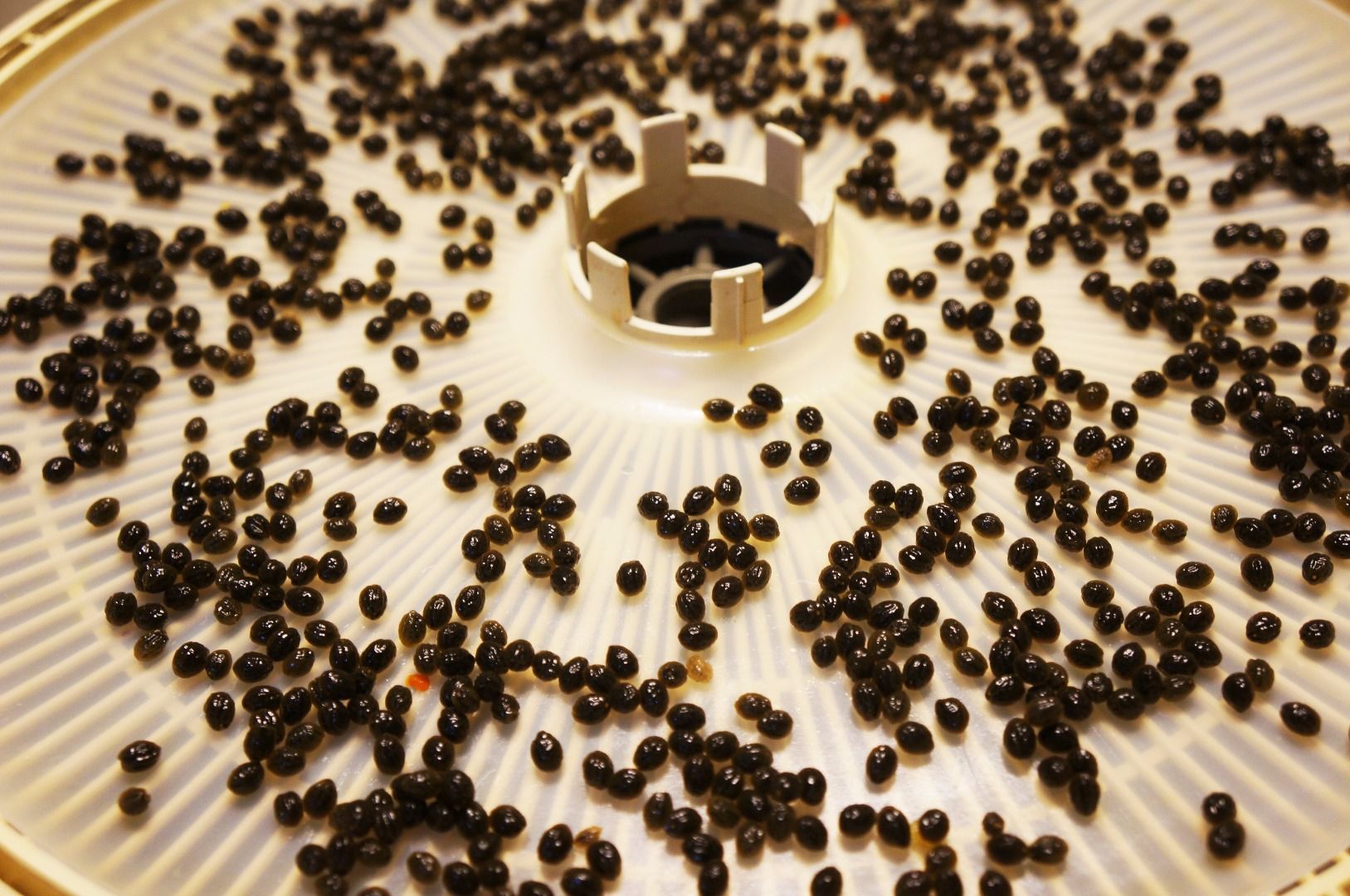 Health Benefits From Papaya Seeds and Male Contraceptives and More 6