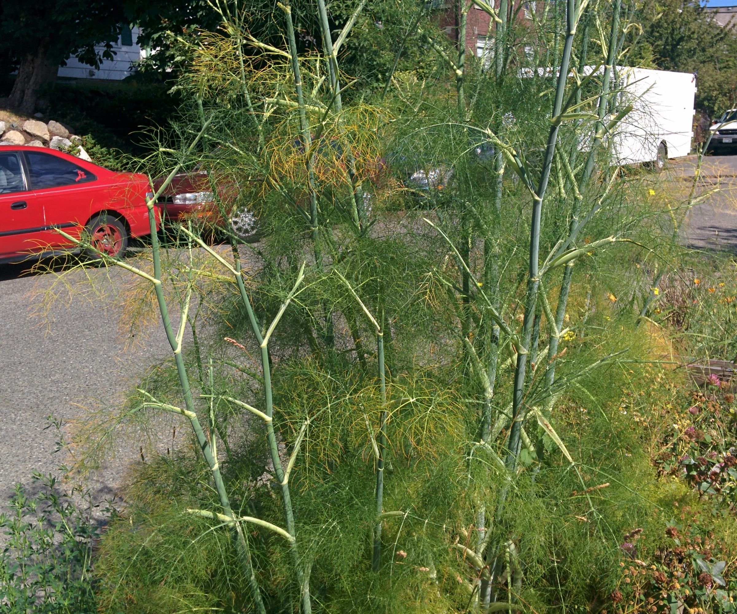 Fennel Stalk Soup Stock