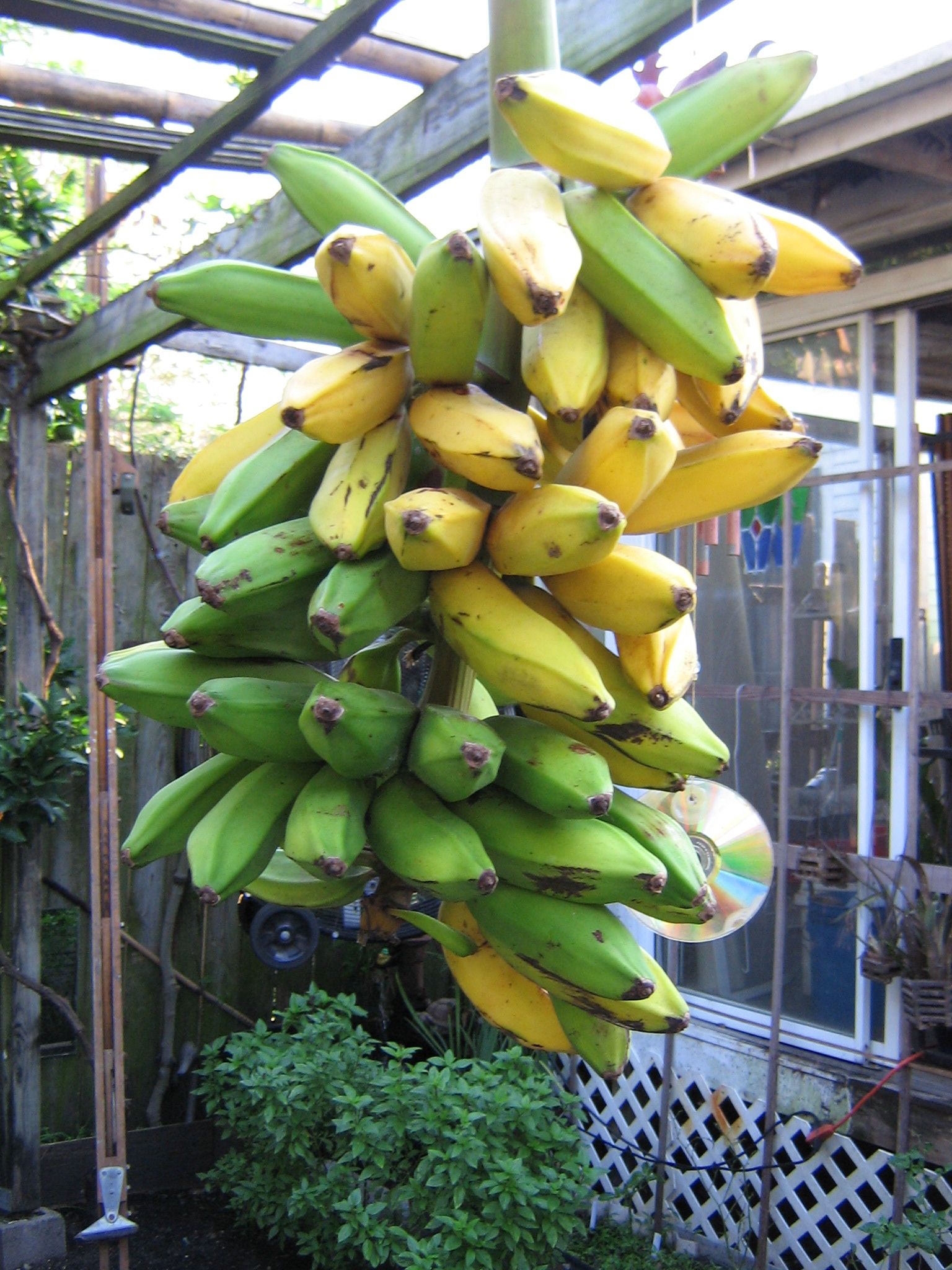Green Banana French Fries