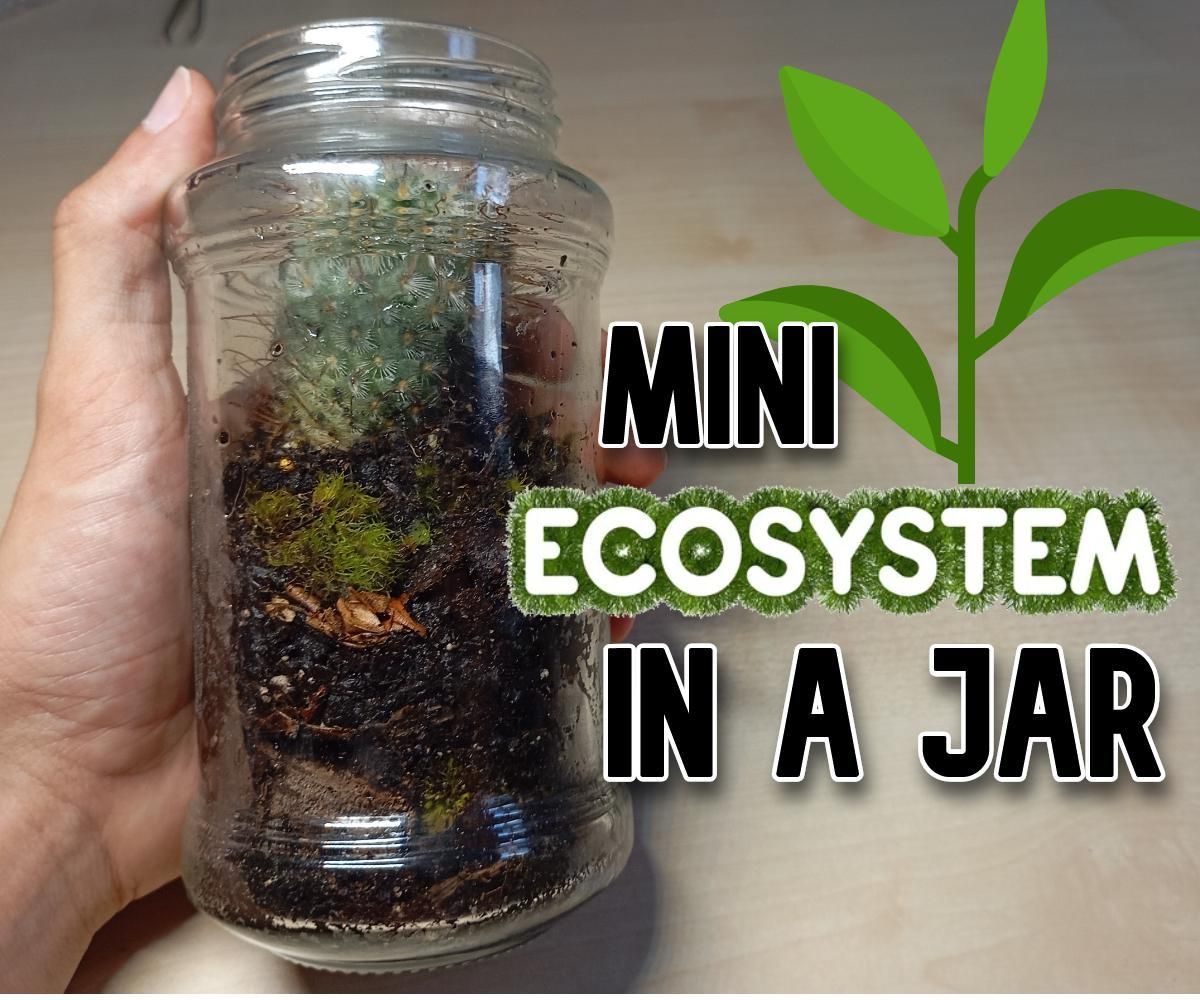 Tiny Terrarium Transformation: a Mini Ecosystem in a Reused Jam Jar