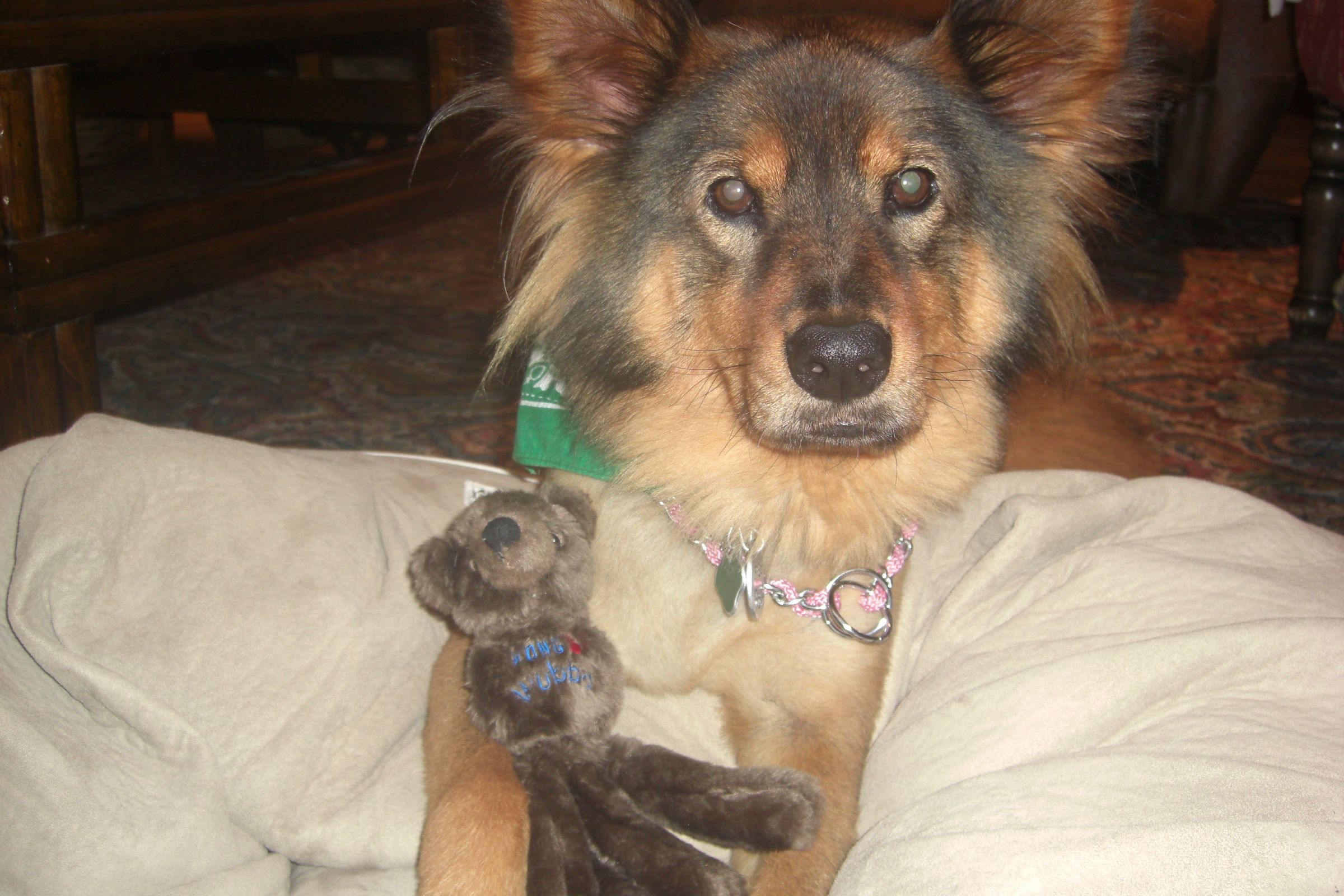My Dog Tana