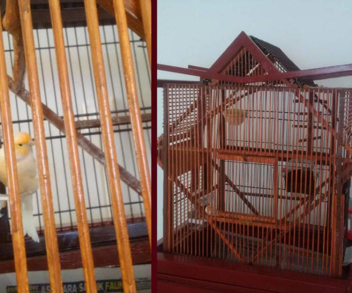 Bird Cage