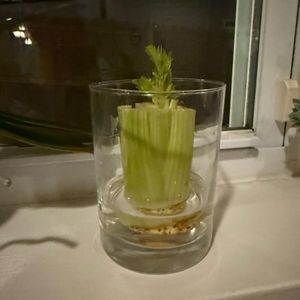 How to Regrow Celery at Home