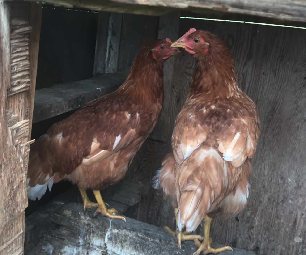 Raising Little Chicks Into FREE Range Chickens