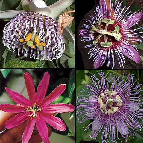 PASSIFLORA... "somniferous"
