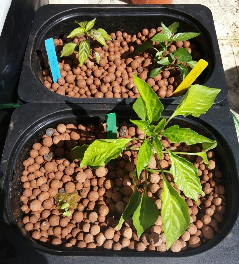 Deep Water Hydroponics (the Ikea Way) 