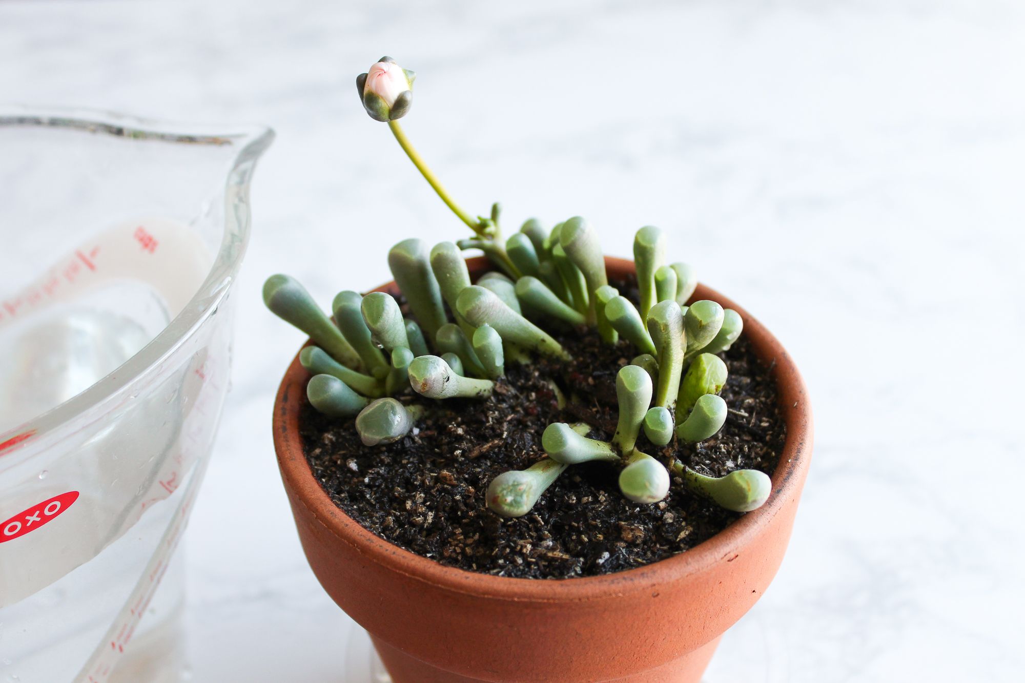 How To Grow And Care For Baby Toes Fenestraria Rhopalophylla 5 Steps With Pictures Instructables