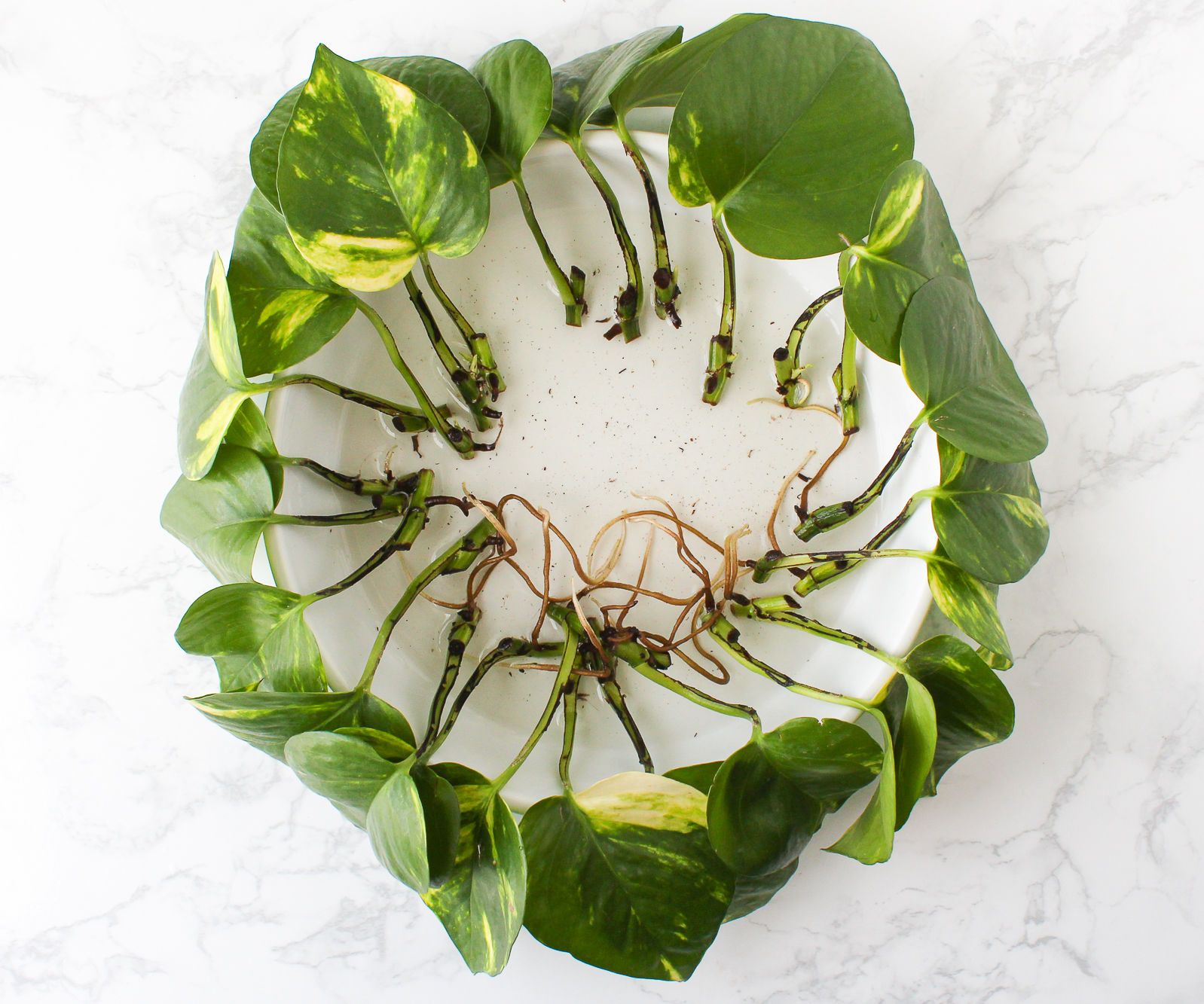How to Propagate a Pothos Plant