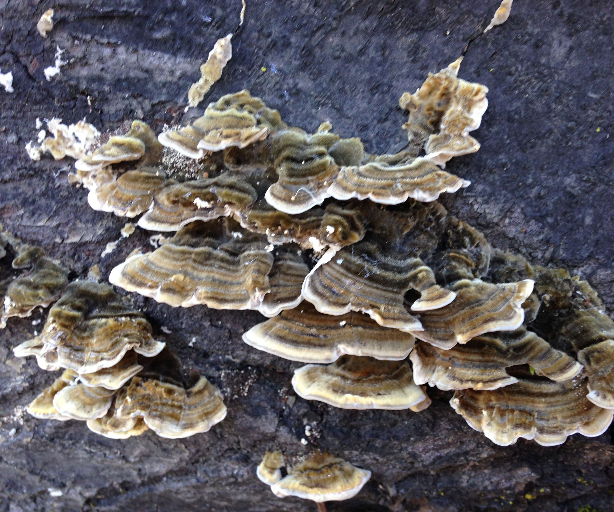 Growing Turkey Tail Mushrooms on Recycled Christmas Trees