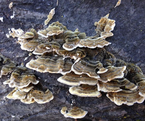 Growing Turkey Tail Mushrooms on Recycled Christmas Trees