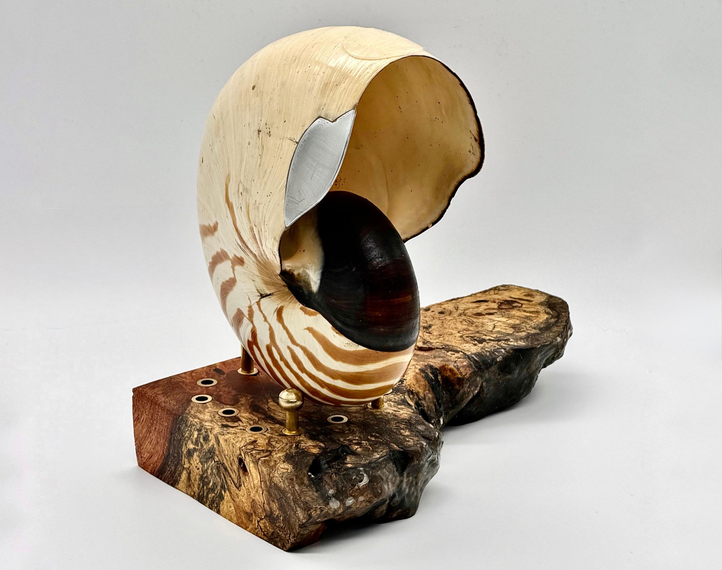 Cyberpunk Nautilus: a Haptic Speaker Born From a Living Fossil