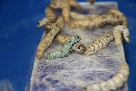 Technique: Silk Worm Composite Layup