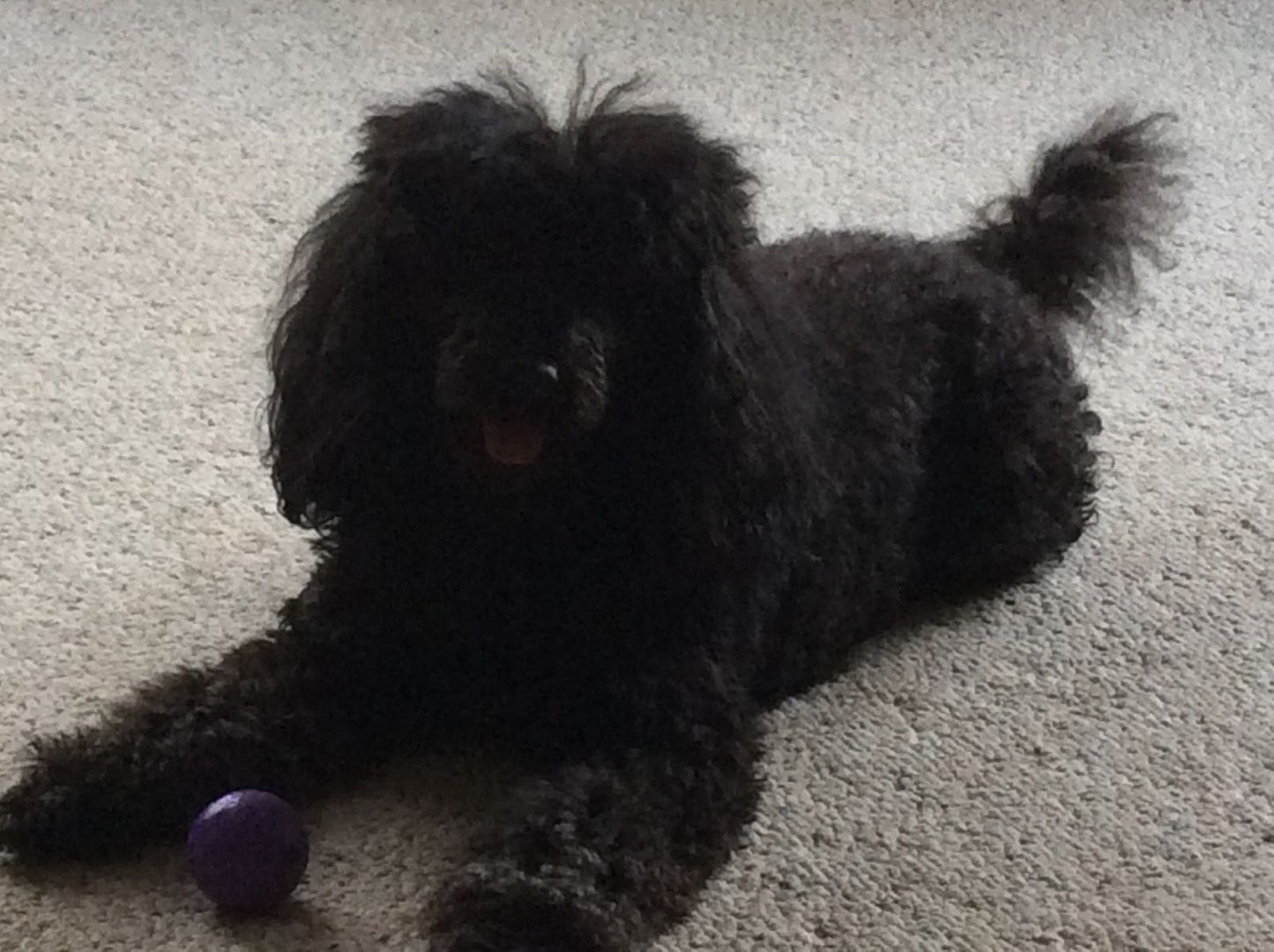 How to Make Your Dog Sit or Roll Over