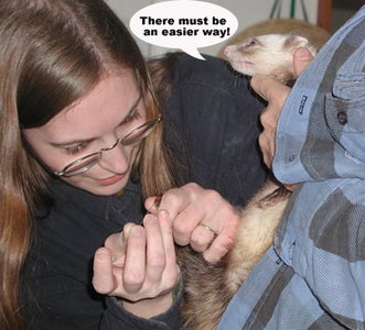 Trouble Cutting Ferret Toenails?