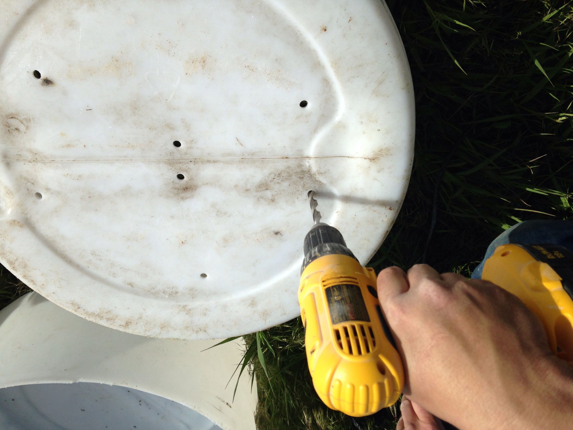 planting strawberries in a barrel