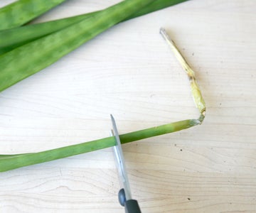 root rot on snake plant
