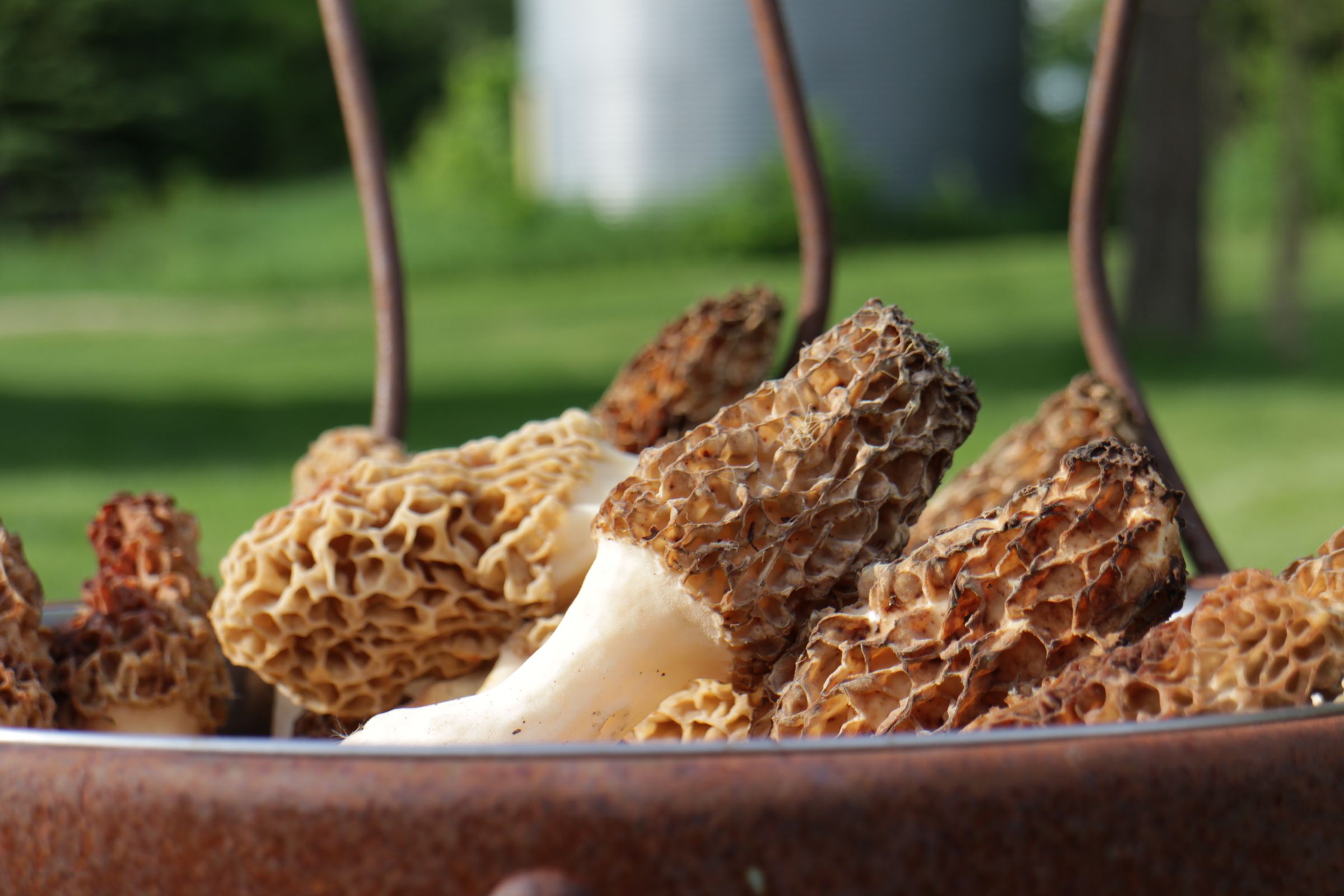 How to Hunt Morels 10 Steps Instructables