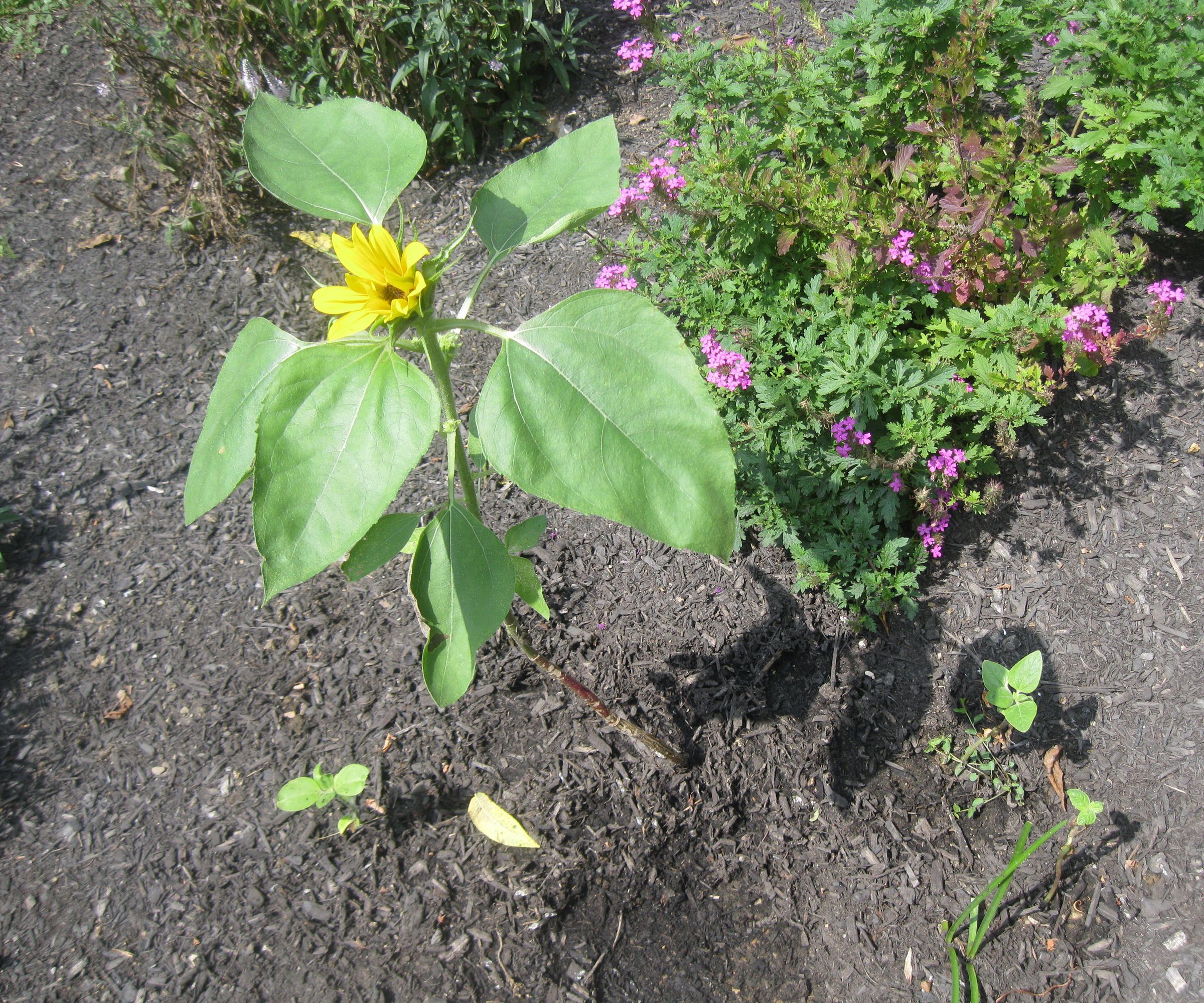 Does Miracle-Grow Really Affect the Growth of the  Sunflower Plant During Germination and the Early Stages of Growth of the Plant After?