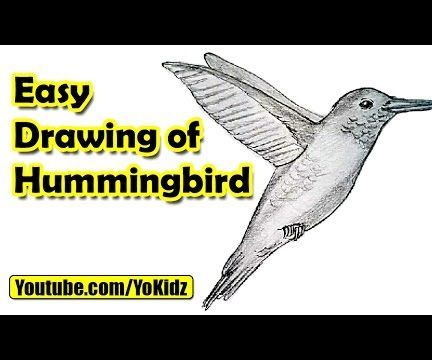 How to Draw Hummingbird