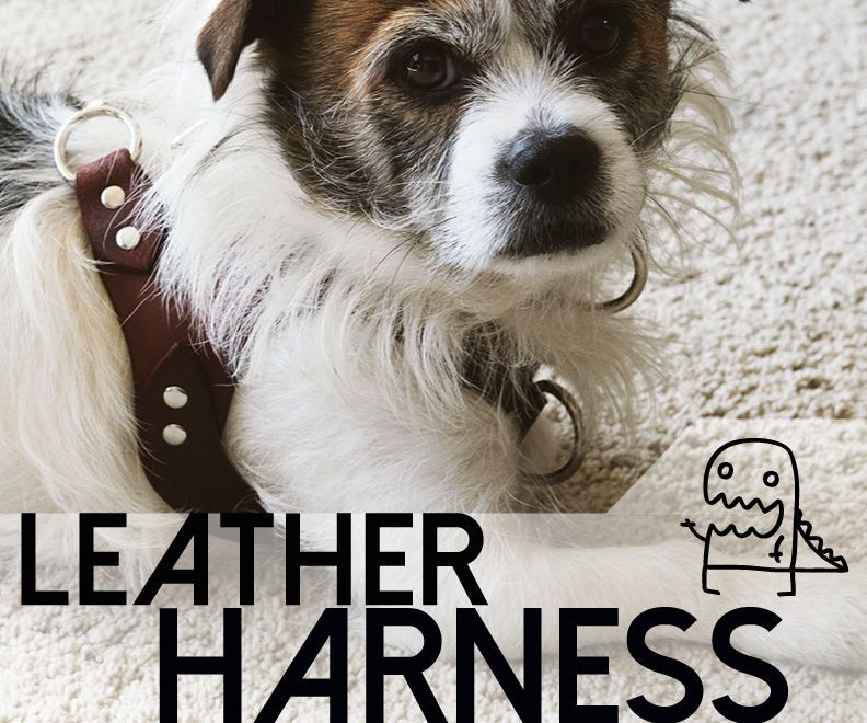 Making a Custom Leather Dog Harness