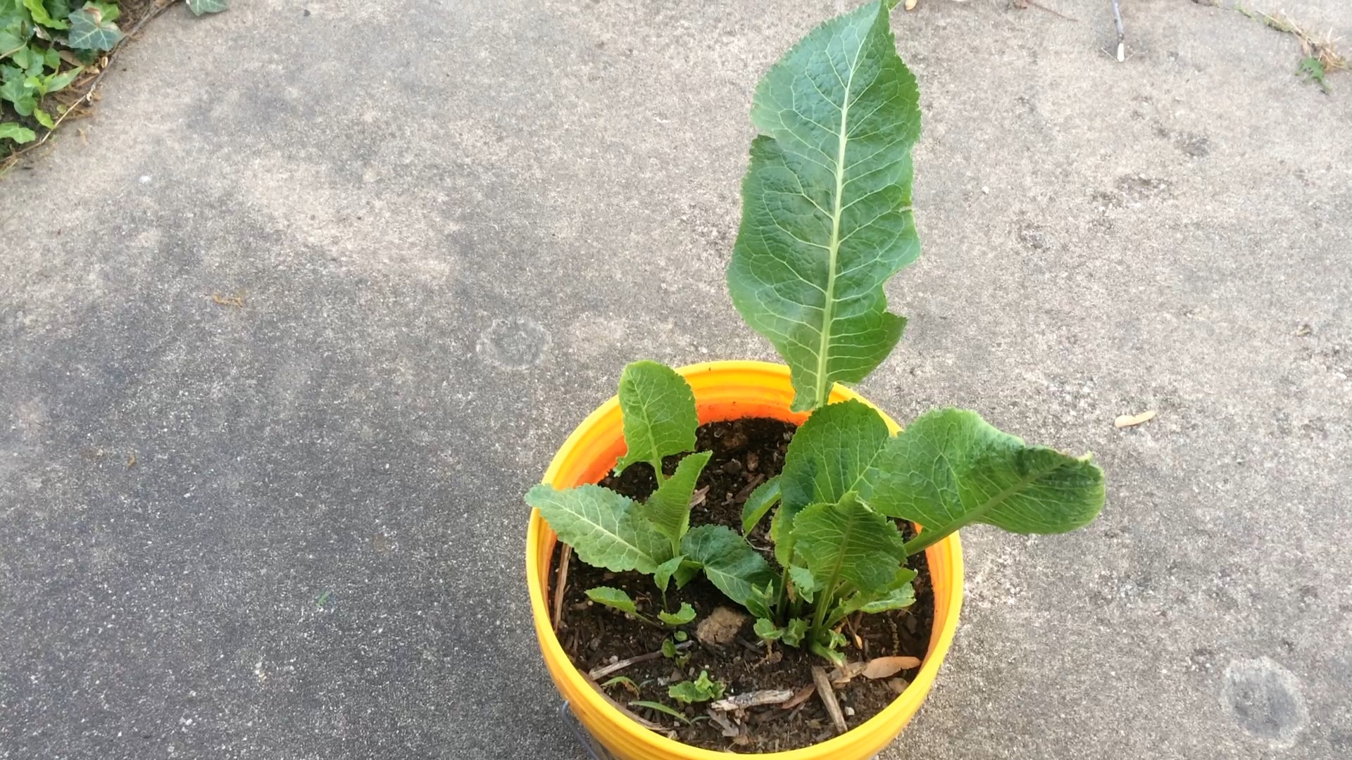 How to Grow Horseradish From a Root You Buy at the Grocery Store 5